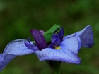 Żaba, Kwiat, Irys, Niebieski