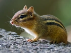 Chipmunk, Wiewiórka, Ziemna, Skała