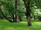 Park, Drzewa, Trawnik, Zieleń