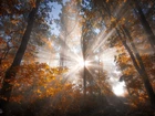 Jesień, Las, Przebijające, Światło, Drzewa