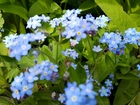 Niebieskie, Kwiaty, Niezapominajka