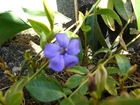Wiosenny, Błękitny, Kwiatek