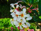 Kwiat, Plumeria, Liście