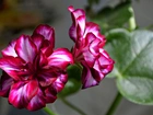 Pelargonia, Kwiat