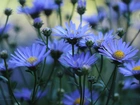 Niebieskie, Astry, Kwiaty
