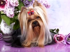 Australian Silky Terrier, Kokardka, Wazon, Kwiaty