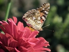 Motyl, Rusałka osetnik, Kwiat, Cynia