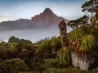 Australia, Góry, Mgła, Egzotyczna, Roślinność