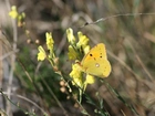 Polne, Żółte, Kwiatki, Motyl