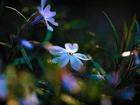 Niebieskie, Kwiatki, Makro