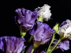 Eustoma, Fioletowo, Biała