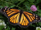 Motyl, Monarch, Kwiaty