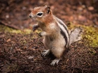 Wiewiórka, Chipmunk, Łapki