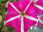 Dwukolorowa, Petunia ogrodowa