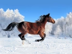 Zima, Drzewa, Koń