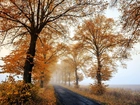 Jesień, Drzewa, Mgła, Droga
