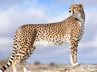 Gepard