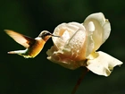 Koliber, Biała, Róża