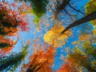 Jesień, Niebo, Wierzchołki, Drzew