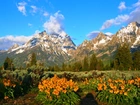 Góry, Las, Łąka, Kwiaty, Grand Teton