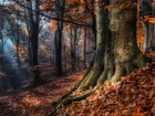 Jesień, Drzewa, Przebijające, Światło, Las
