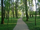 Park, Ścieżka, Drzewa
