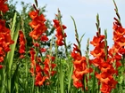 Mieczyki, Gladiole