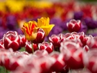 Kwiaty, Żółte, Czerwone, Tulipany