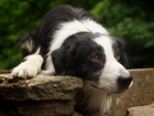 Biało, Czarny, Pies, Brązowe, Oczy, Border Collie