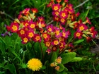Kwiaty, Wiosenne, Mlecz, Mniszek, Pospolity, Prymula