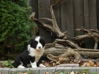 Szczeniak, Border Collie