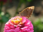Motyl, Rusałka, Pokrzywnik, Kwiat, Cynia