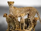 Gepardy, Rodzina