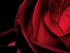 Kwiat, Czerwona Róża, Czarny Listek