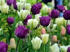 Wiosna, Park, Biało, Fioletowe Tulipany