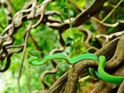 Zielony, Wąż, Pnącza, Rośliny