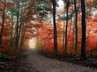 Jesień, Las, Droga, Mgła, Drzewa