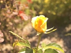 Herbaciana, Róża, Ogród