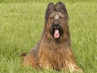 Owczarek francuski Briard