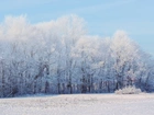 Zima, Śnieg, Las