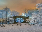 Kaczki, Drzewa, Most, Zima, Central Park, Nowy Jork, USA