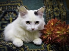 Biały, Kotek, Kwiat