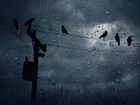 Deszcz, Szyba, Ptaki