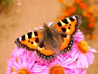 Motyl, Rusałka pokrzywnik