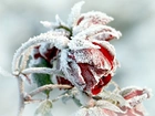 Zima, Oszroniona, Róża
