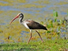 Ibis, Woda, Rośliny