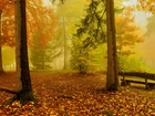 Las, Drzewa, Liście, Ławka, Mgła, Poranek, Jesień