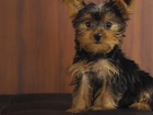 Szczeniak, Yorkshire Terrier