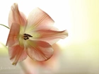 Różowy, Tulipan, Kwiat