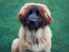 Pies, Mordka, Leonberger